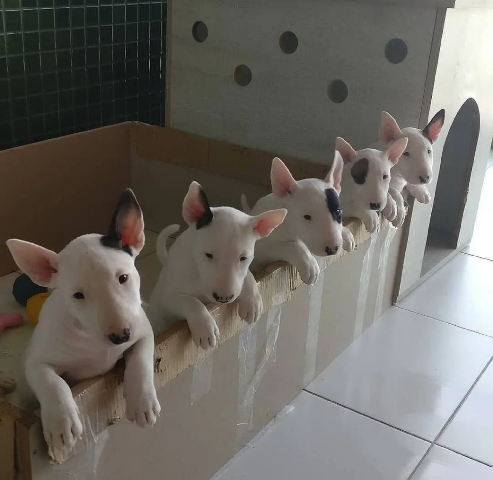Mini Bull Terrier Puppies