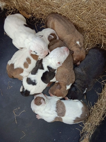puppies for sell
