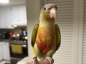 pineapple conure bird 