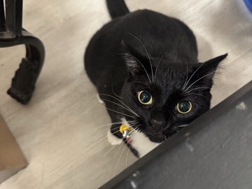 Help me find Joy a new home – Sweetwater