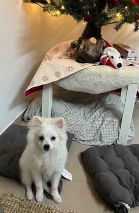Pomeranian – Spitz Pomeranian