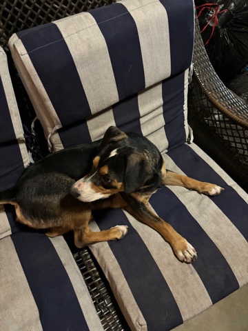 Bandit for sale