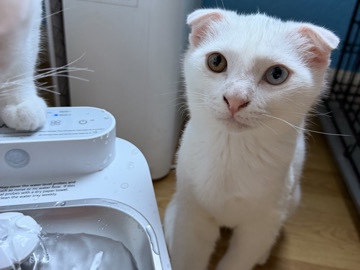 Scottish Fold – Scottish food kitten – Elk Grove
