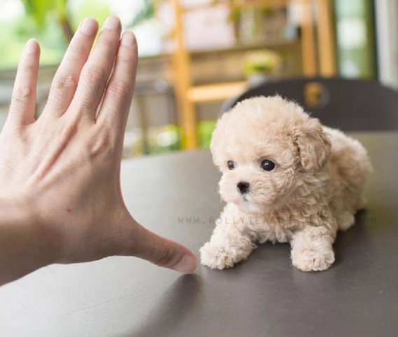 Poodle – Cream poodle puppies for sale