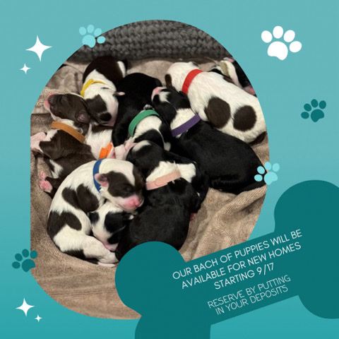 Portuguese Water Dog – PWD Puppies for Sale