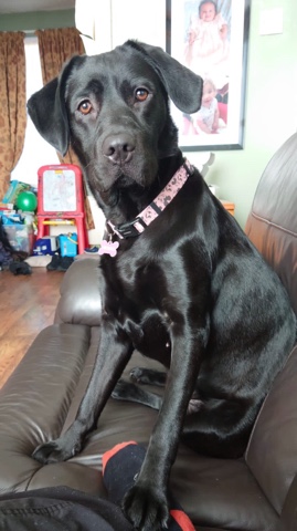 Labrador Retriever – one year old black Labrador