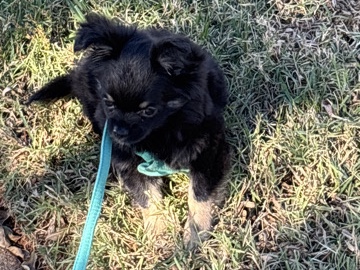 chihuahua for sale looking for a good home