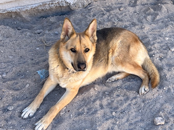 German Shepard Husky Mix