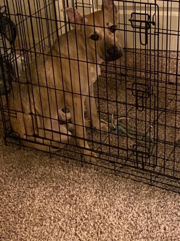 German Shepherd – honey