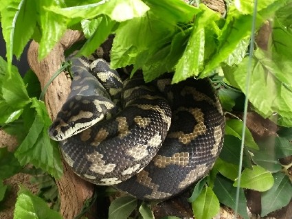 Carpet Python