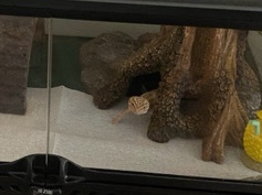 leopard Gecko