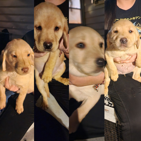 Labrador Retriever – AKC Female Labrador Retrievers For Sale