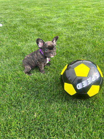 French Bulldog – French bulldog puppies