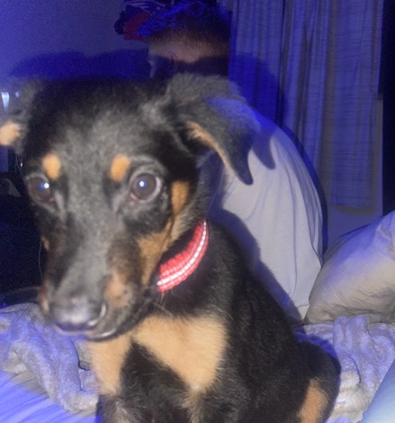 3 month old Doberman/German shepherd