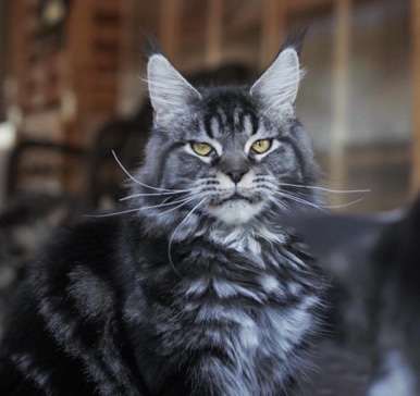 Maine Coon – MaineCoon female from the World Champion