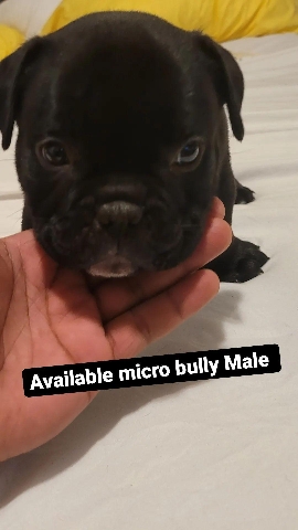 American bully