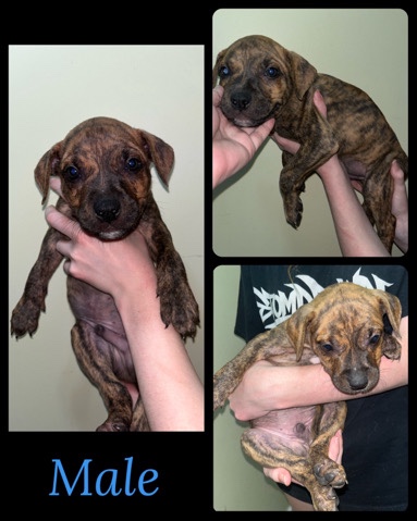 American Bulldog – Beautiful American Bulldog Puppies