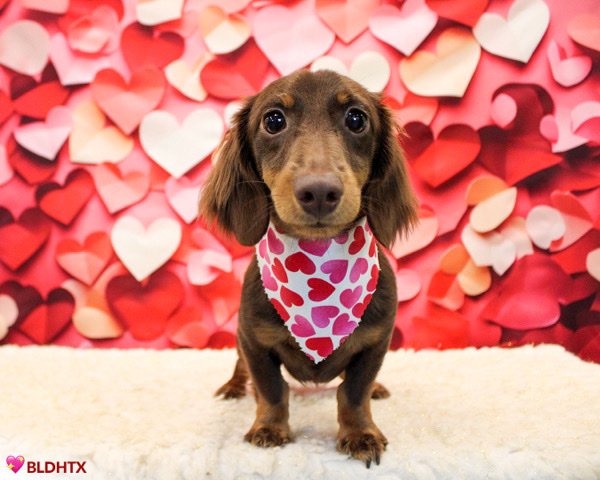 Dachshund – 1 year old miniature AKC registered Dachshund