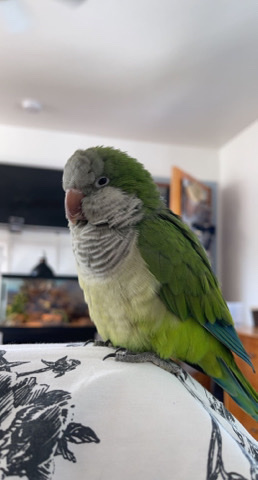 Quaker Parrot – Quaker parrot for sale