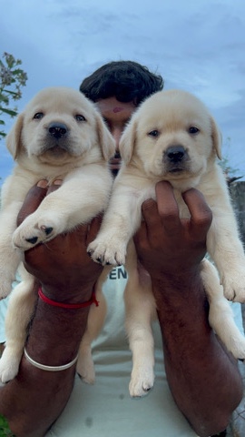 Labrador Retriever – fwan Labrador