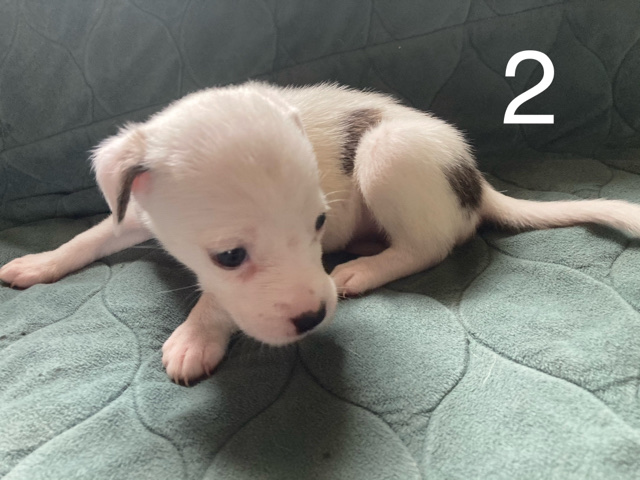 American Pit Bull Terrier – female 2