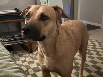 Mountain Cur – Token- Black Mouth Cur – San Antonio