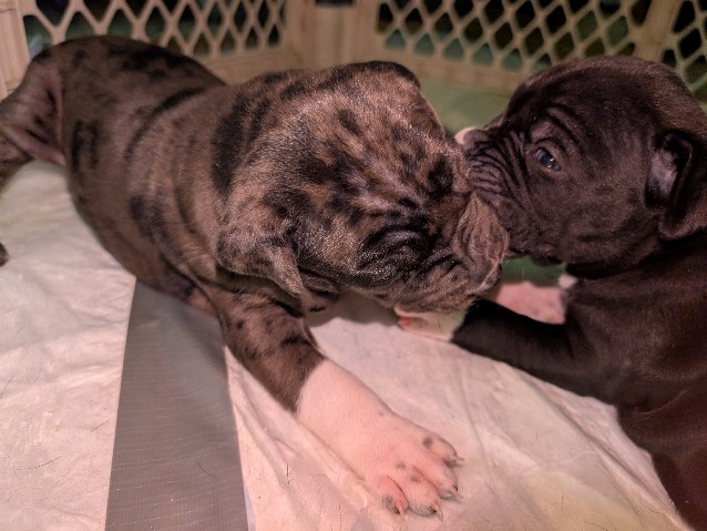 American Staffordshire Terrier – KC Registered American Staffordshire Terrier Puppies – 3 Weeks Old – Antioch