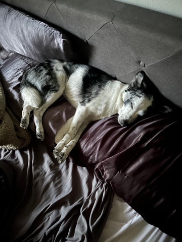 Australian Shepherd – FIXED free to good home