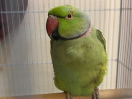 Parrot – للبيع الدرة الهندي – هيل