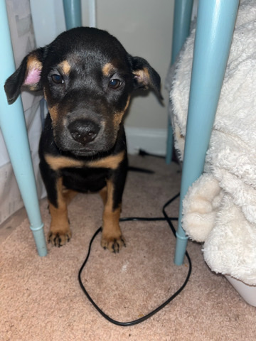 female Rottweiler puppy for sale