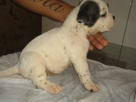 American Bulldog - American bully  available for adoption in Catanduva