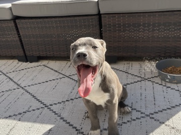 American Pit Bull Terrier – Friendly American Pit Bull Terrier Puppy – 5 Months Old – Federal Way