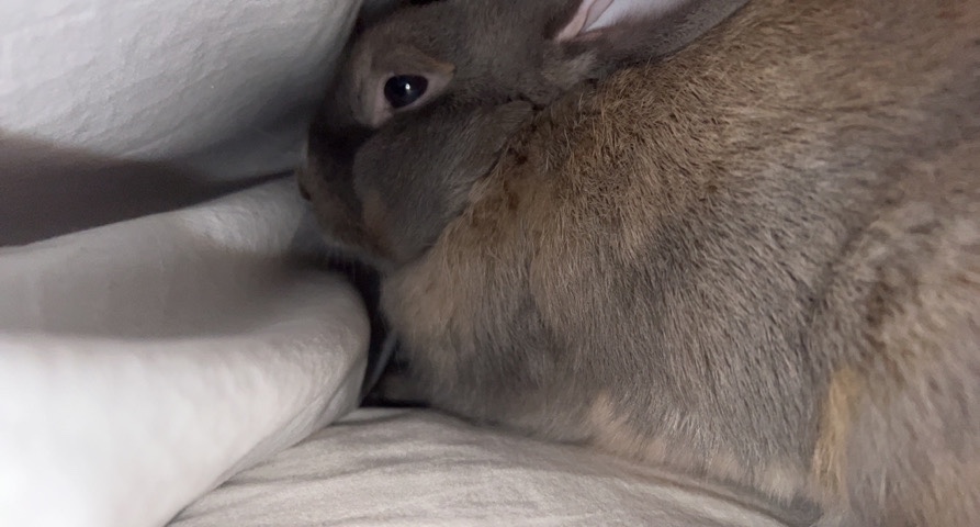 Adopt Mini Rex Rabbit adoption in your area