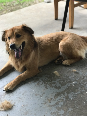 Australian Shepherd – Australian shepherd and chow chow