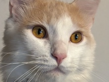 ginger white cat rehome – Tacoma