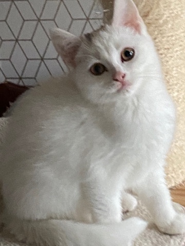 British Shorthair – British Shorthair Kittens (2 left)