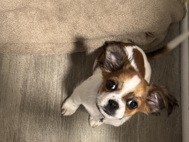 Cavalier King Charles Spaniel – Adorable Cavalier King Charles Spaniel Puppy/Mix – 4 Months Old – Plainfield