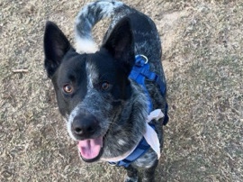 Rehoming My Heeler/Lab Mix. – Phenix City