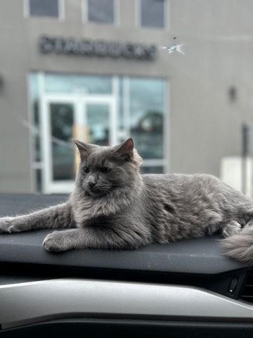 Nebelung – Nebelung Kitten