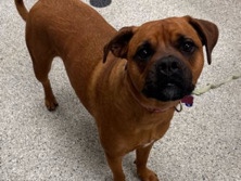 Mixed Breed – boxer ridgeback mix – Lenexa