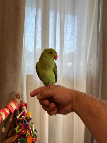 Ringneck