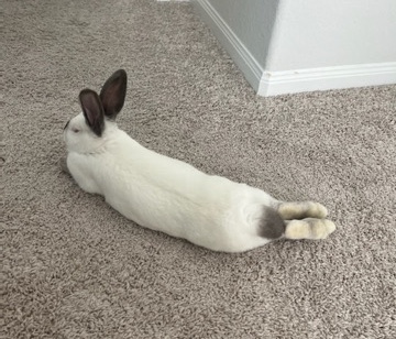 Female Californian Rabbit