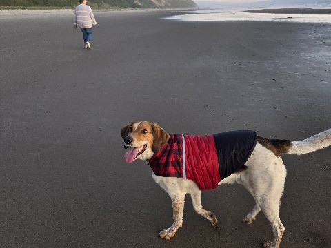 Treeing Walker Coonhound – Handsome Hound needing Happy Home (only dog) – Portland