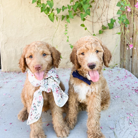 Goldendoodle puppy