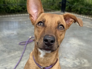 Chihuahua – Chihuahua Dog for Sale – 1 Year Old – Wahiawa – Wahiawa