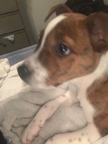 Jack Russell Terrier – Cinnamon Toast Crunch