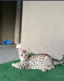 Bengal – bengal kitten