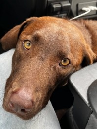 Labrador Retriever – Chocolate Lab
