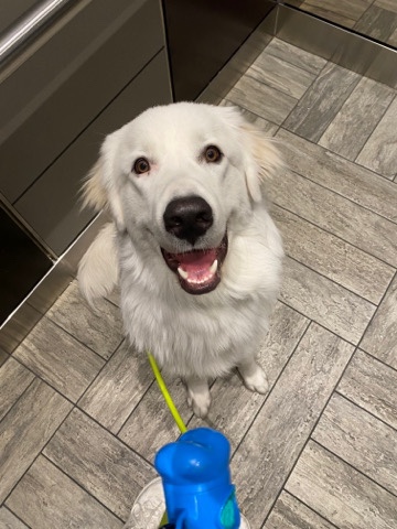 Great Pyrenees – Great Pyrenees 1 year old, selling to rehome