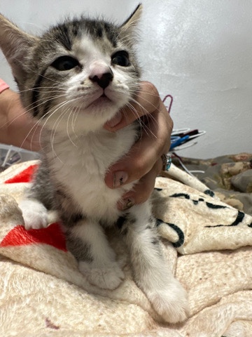3 kittens